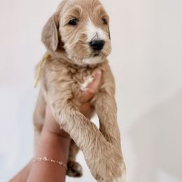 Yellow mitten - Red  female Goldendoodle puppy in Beaumont, California from Alaya Rae Doodles