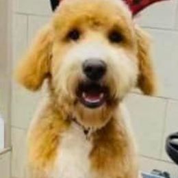 Bordoodles and Goldendoodles from Triple B Doodles