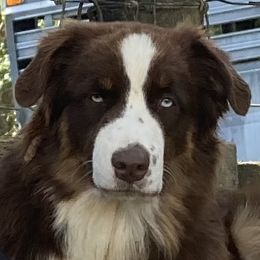 Jazzlyn - Australian Shepherd