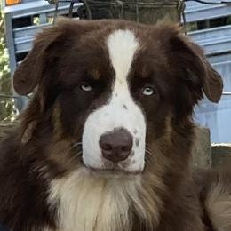 Jazzlyn - Australian Shepherd