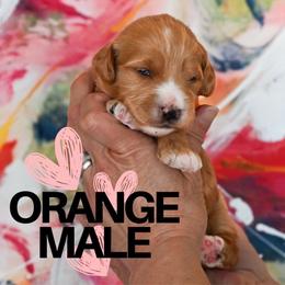 Orange - Red  male Goldendoodle puppy in Platteville, Wisconsin from Beck Kennel
