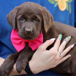 Terk - Chocolate female Labrador Retriever puppy in Ocala, Florida from Moon river Labradors