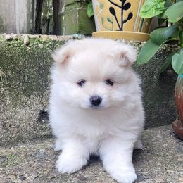 Curl - Cream male Pomeranian puppy in Brooklyn, New York from Svitlana's Pomeranians