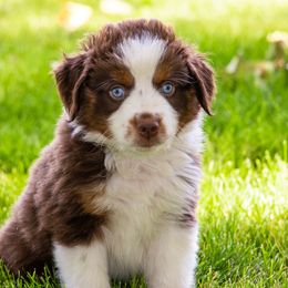 Miniature American Shepherd and Miniature Australian Shepherd Puppies from Bellewynd Acres