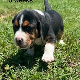 Iggy - Black white and tan male Beagle puppy in Rogersville, Missouri from Hales Little Beagle Haven