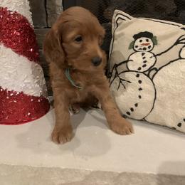 Bernedoodle, Goldendoodle, and Aussiedoodle Puppies from Lakeside Doodles