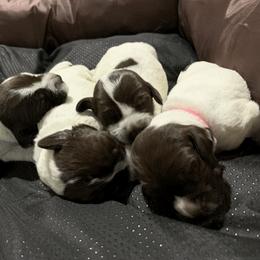 Wirehaired Pointing Griffon Puppies from Happy Hollow Griffons