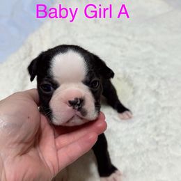 Boston Terrier Puppies from Candi's Boston Terriers