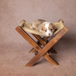 American Corgi and Pembroke Welsh Corgi Puppies from The Adirondack Corgi