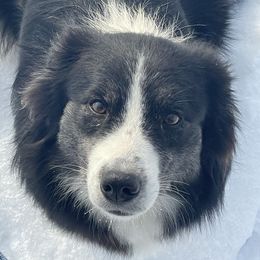 Levee - Australian Shepherd