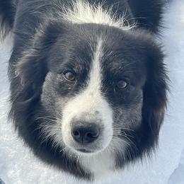 Levee - Australian Shepherd