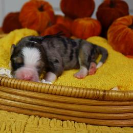 Dusk - Blue merle male Bernedoodle puppy in Fort Myers, Florida from Little Golden Farm