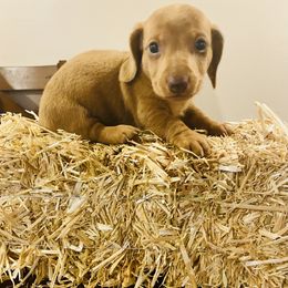 Dachshund Puppies from Kelly's Doxies