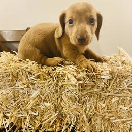Dachshund Puppies from Kelly's Doxies