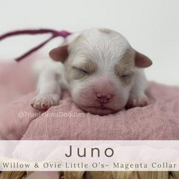 JUNO - Magenta Collar - Parti female Goldendoodle puppy in Watertown, New York from True Friend Doodles