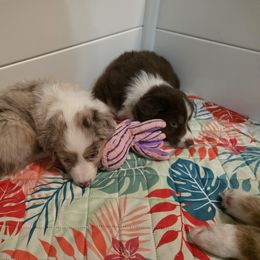 Miniature American Shepherd Puppies from Azure Miniature American Shepherds