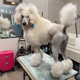 Shay - Poodle
