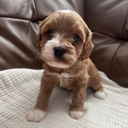 Mabel - Red female Cavapoo puppy in Glendale, Arizona from Dashing Dogs