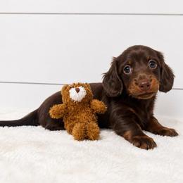 Chanel - Chocolate and tan female Dachshund puppy in Callahan, Florida from Little Foot Kennels