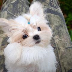 Companion Cross, Havanese, Mal-Shi, Maltese, Maltipoo, Morkie, and Shih Tzu Puppies from Seeking Shalom Acres Maltese, Maltipoos & Havamalts