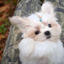 Companion Cross, Havanese, Mal-Shi, Maltese, Maltipoo, Morkie, and Shih Tzu Puppies from Seeking Shalom Acres Maltese, Maltipoos & Havamalts