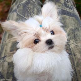 Companion Cross, Havanese, Mal-Shi, Maltese, Maltipoo, Morkie, and Shih Tzu Puppies from Seeking Shalom Acres Maltese, Maltipoos & Havamalts
