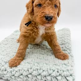 Thunder - Red  male Goldendoodle puppy in Sunman, Indiana from Brunsman Country Doodles LLC