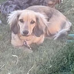 Kaci Bugs - Dachshund