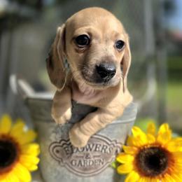 Kanga 3000 - Dapple female Dachshund puppy in Leesburg, Florida from Mini Doxie Mischief Makers