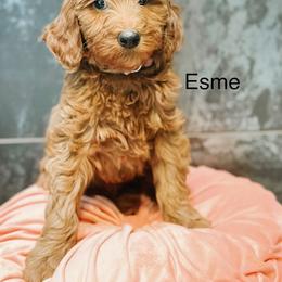Esme - Red  female Goldendoodle puppy in Pasco, Washington from Camp Doodle Woods