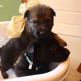 German Shepherd Puppies from Thornock Shepherds