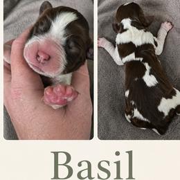 Basil - Tri-Roan female English Springer Spaniel puppy in Fort White, Florida from Thunderbird Springers