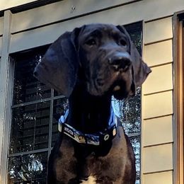 DLF's Lil Miss Tessa Moonbeam - Black female Great Dane puppy in Clayton, Washington from DaneLand Farm