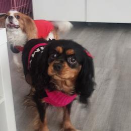 Cavalier King Charles Spaniels and Shih Tzus from Nashell Lynem