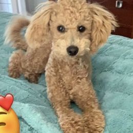 Goldendoodles and Poodles from Krispydoodle