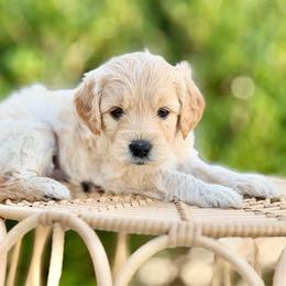 Lucky - Cream male Goldendoodle puppy in Highland, Utah from Angel Pups Deluxe