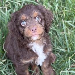 Cavapoos, Double Doodles, Pomeranians, and Poodles from T Sanctum