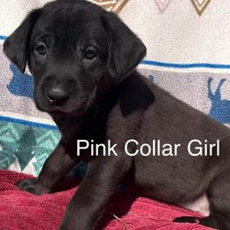 Pink Girl - Black female Labrador Retriever puppy in Lincoln, Nebraska from Labrador Retriever Breedings