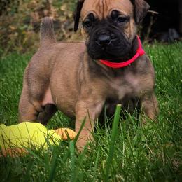 Pink - Brown female Boerboel puppy in Naples, New York from Freedom Boerboels LLC