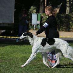 Borzois from Cindy Klein