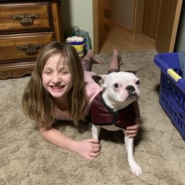 Boston Terrier All Grown Up from Borealis Family Bostons