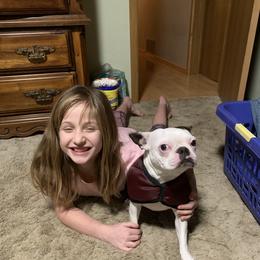 Boston Terrier All Grown Up from Borealis Family Bostons