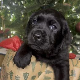 Linus - Black male Labrador Retriever puppy in Cleveland, Ohio from Brookside Labrador Retrievers