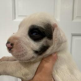 Jelly Roll - Mantle male Great Dane puppy in Florida from Beachside Kennels