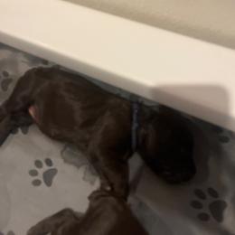 Black - Brown male Boykin Spaniel puppy in Victoria, Minnesota from Northern Flight Boykins