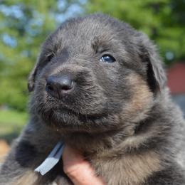 Grey - Black and tan female German Shepherd puppy in Grand Rivers, Kentucky from Von Frieden German Shepherds LLC