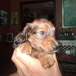 Tank - Sable male Dachshund puppy in Paducah, Kentucky from Donette's Doxies