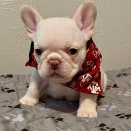 Brody - Cream male French Bulldog puppy in Porter, Texas from Whatabulldog