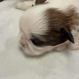 Oliver - Tricolor male Shih Tzu puppy in Ross County, Ohio from Ashville Shih Tzu Chalet