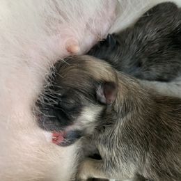 Pomeranian Puppies from Castor Poms